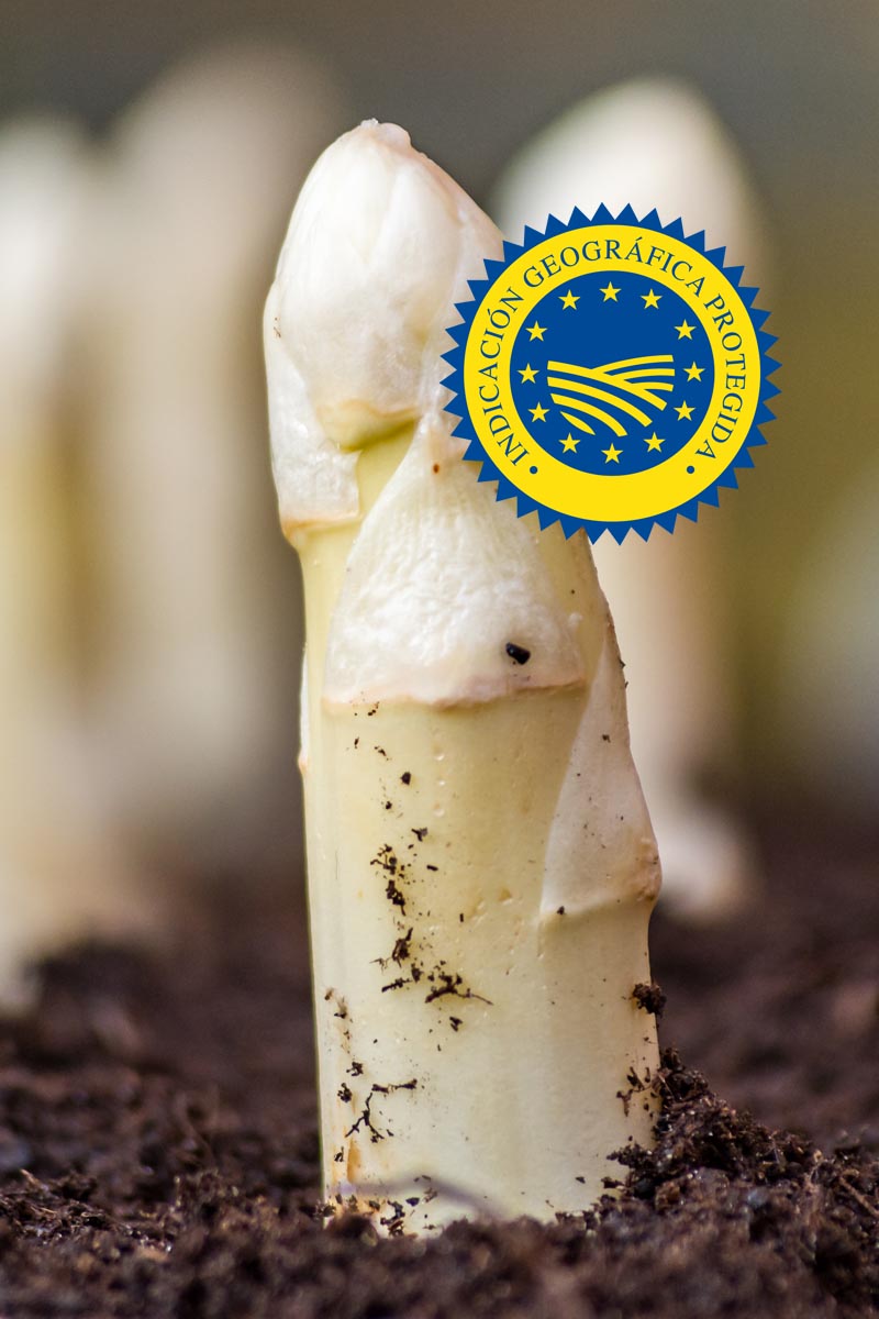 Esparrago de Navarra